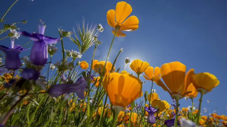 Primavera