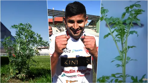 No es Colo Colo: la ruda vuelve a aparecer en las canchas del fútbol chileno con la misión de salvar a Copiapó del descenso.