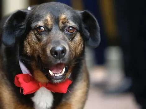 Día Internacional del Perro: Google lo celebra con una sorpresa
