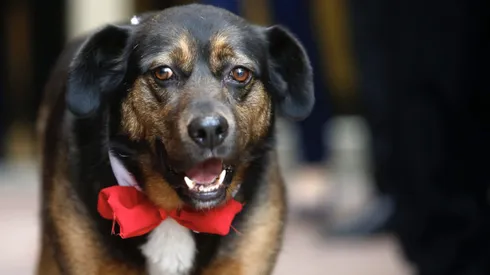 Día del Perro 2024.