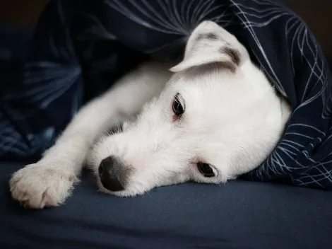 ¿Cuándo es el Día del Perro en Chile? Anuncian actividades y jornadas de adopción