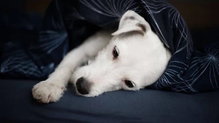 Terrier blanco tumbado bajo la ropa de cama
