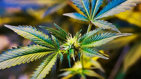 Estudio revela potencial del canabbis en revertir el envejecimiento cerebral