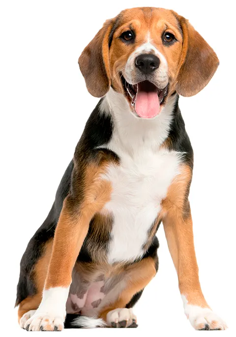Foto: Purina.es