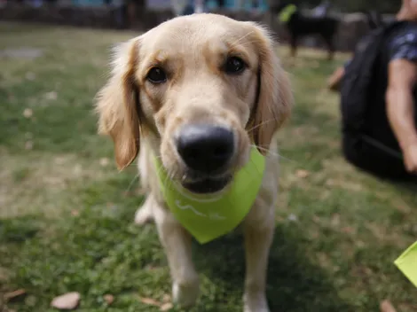 ¿Cuáles son las 5 mejores raza de perro para una familia chilena? Esto dice la IA