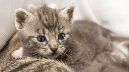 Estos son los 20 nombres más bonitos y populares en Chile, según la IA.