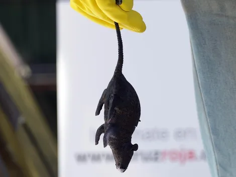 Muere la primera persona de Hantavirus en Chile