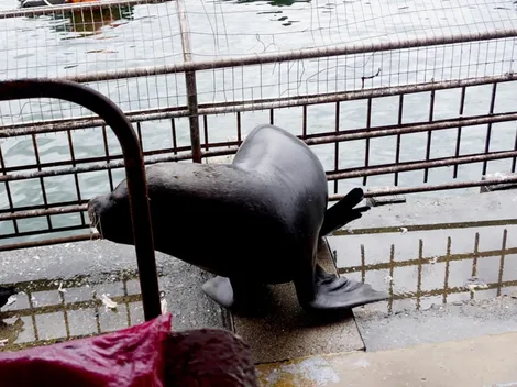 ¿Puede afectar a los humanos la gripe aviar?