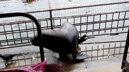 Confirman lobo marino con gripe aviar