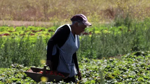 Conoce los detalles del Programa Mujeres Jefas de Hogar.