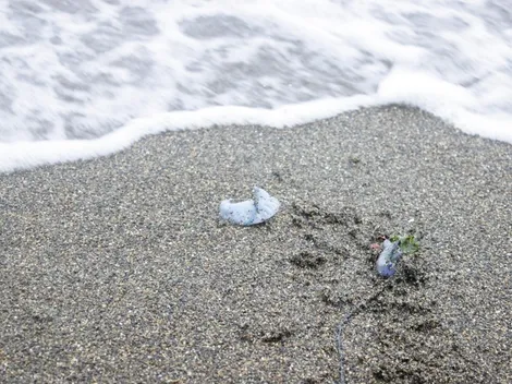 ¿Cuáles son las playas cerradas por la fragata portuguesa?