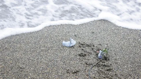 Alerta por fragatas portuguesas