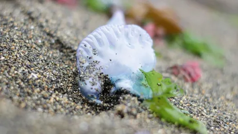 ¿Qué es la fragata portuguesa y por qué son peligrosas?