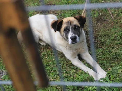 ¿Cómo cuidar a las mascotas ante las altas temperaturas e incendios?