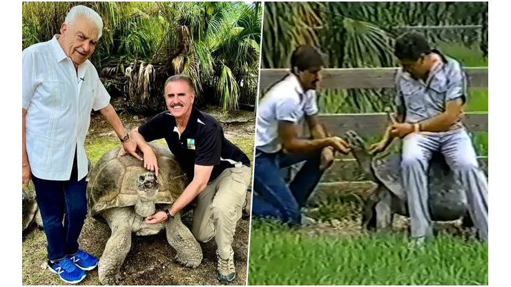 Don Francisco, Ron Magill y la tortuga Golliath suman más años que una bandada de loros