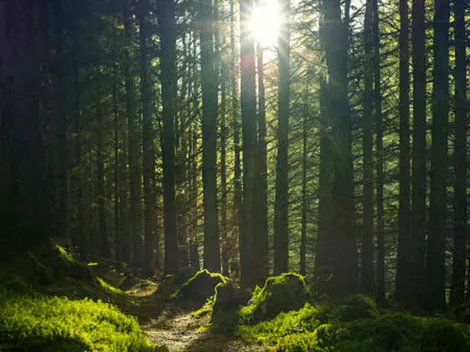 ¿Cómo saber que árbol del horóscopo celta soy?