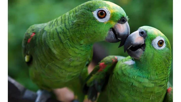 Gripe de loro