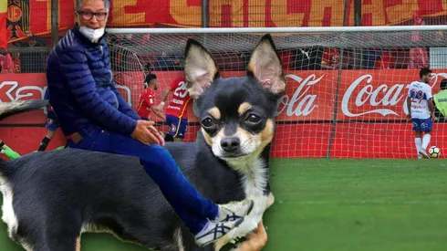 Ariel Holan hizo una analogía muy particular entre el pasto de Santa Laura y un perrito chiguagua.