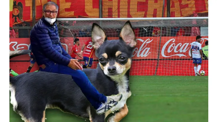 Ariel Holan hizo una analogía muy particular entre el pasto de Santa Laura y un perrito chiguagua.