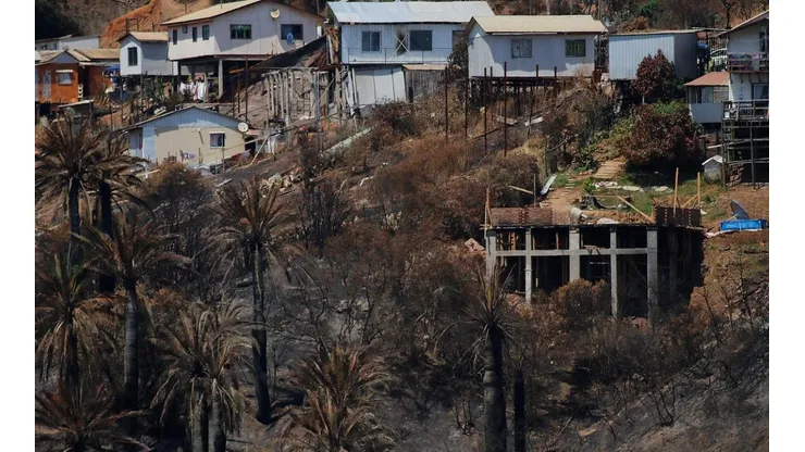 Viña del Mar: Dos semanas tras el incendio forestal en Tranque Sur