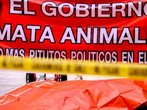 SAG reacciona ante protesta con león muerto