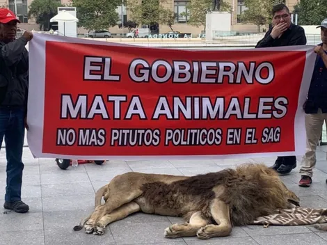 ¿Por qué fue la protesta con el león muerto en La Moneda?