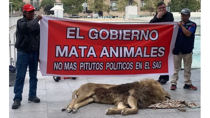El momento de la protesta con el león muerto en La Moneda.