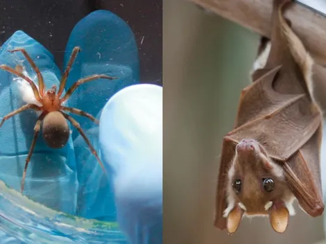 ¿Qué hacer ante las arañas de rincón y murciélagos?