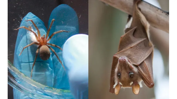 Una araña de rincón capturada y un murciélago en estado salvaje.