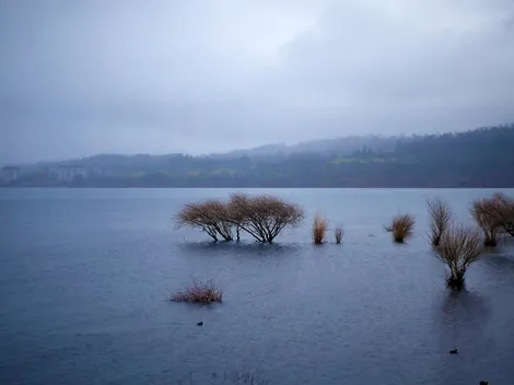 ¿Se prohibió el baño en el lago Villarrica por el agua contaminada?