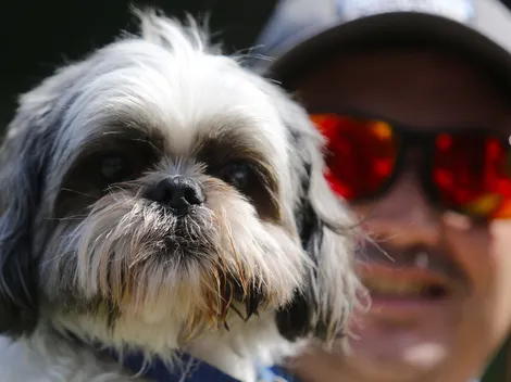 Los 15 nombres más bonitos para perros en Chile, según IA