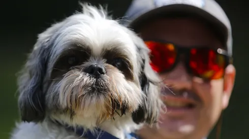Estos son los 15 nombres de perros más bonitos en Chile, según la IA.