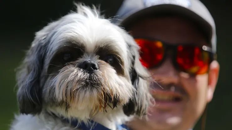 Estos son los 15 nombres de perros más bonitos en Chile, según la IA.