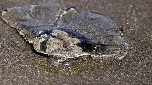 Detectan fragata portuguesa