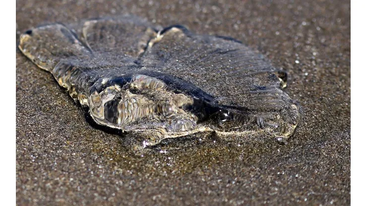 Detectan fragata portuguesa