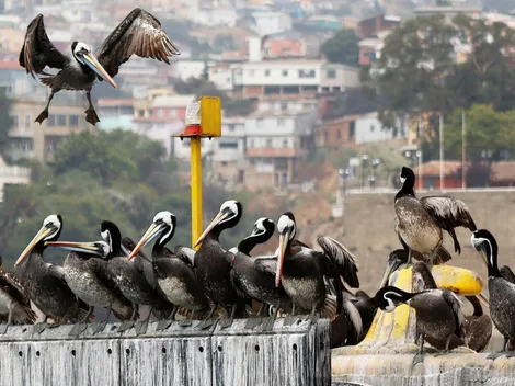 Detectan influenza aviar en dos regiones