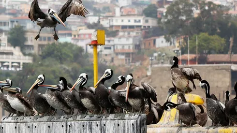Detectan influenza aviar en dos regiones