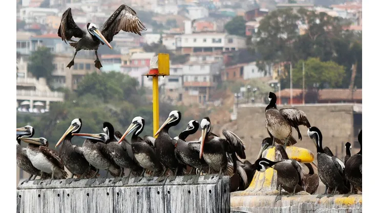 Detectan influenza aviar en dos regiones