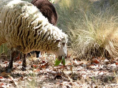 Ovejas contra incendios forestales
