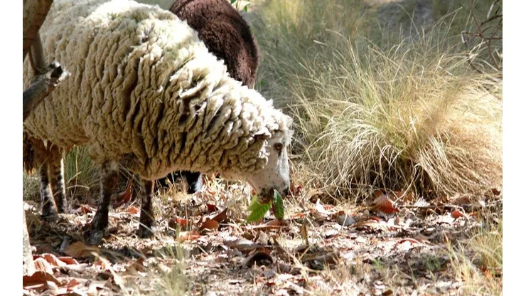 Ovejas contra incendios forestales