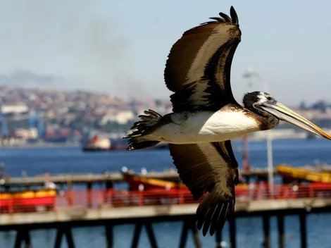 Gobierno pide calma ante caso de gripe aviar en Valpo