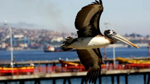 Un pelícano fue el primer ejemplar detectado con influenza aviar.