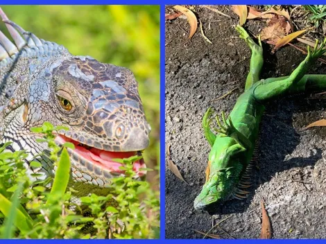 Llueven iguanas tiesas en EE.UU.