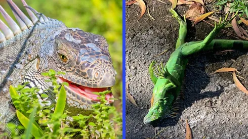 Las iguanas son una especie no protegida en el estado de Florida, EE.UU.