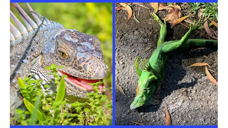 Las iguanas son una especie no protegida en el estado de Florida, EE.UU.