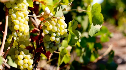 Pisqueros buscan que Unesco reconozca dos regiones como patrimonio cultural