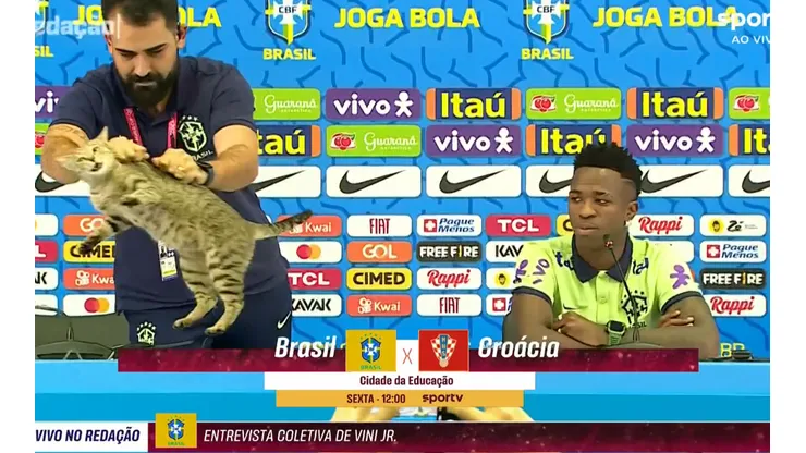 ¿La maldición del gato? Demandan a Brasil por maltrato animal