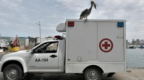 Emergencia Zoosanitaria en Arica