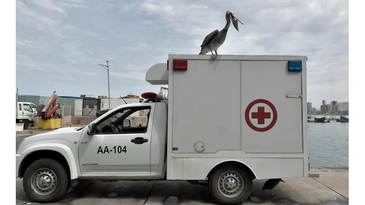 Emergencia Zoosanitaria en Arica