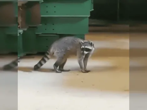 Mapache llega de 'polizón' a Chile